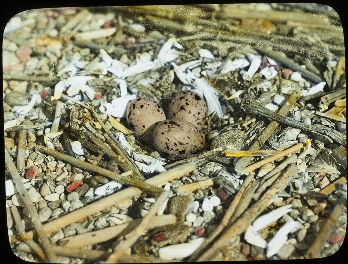Lantern slide and photograph of eggs in a Forster's Tern nest