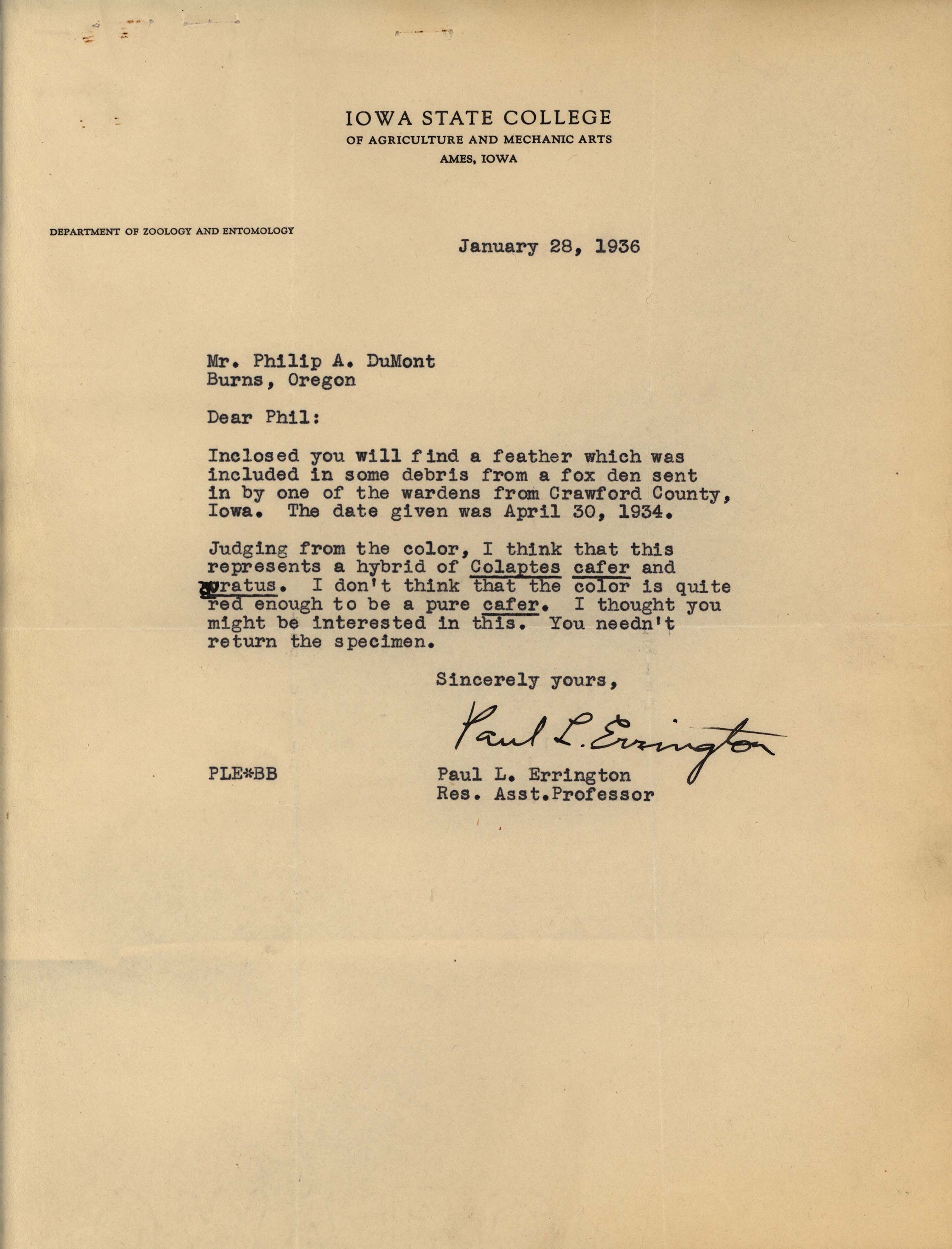 Paul Errington letter to Philip DuMont regarding feather identification, January 28, 1936