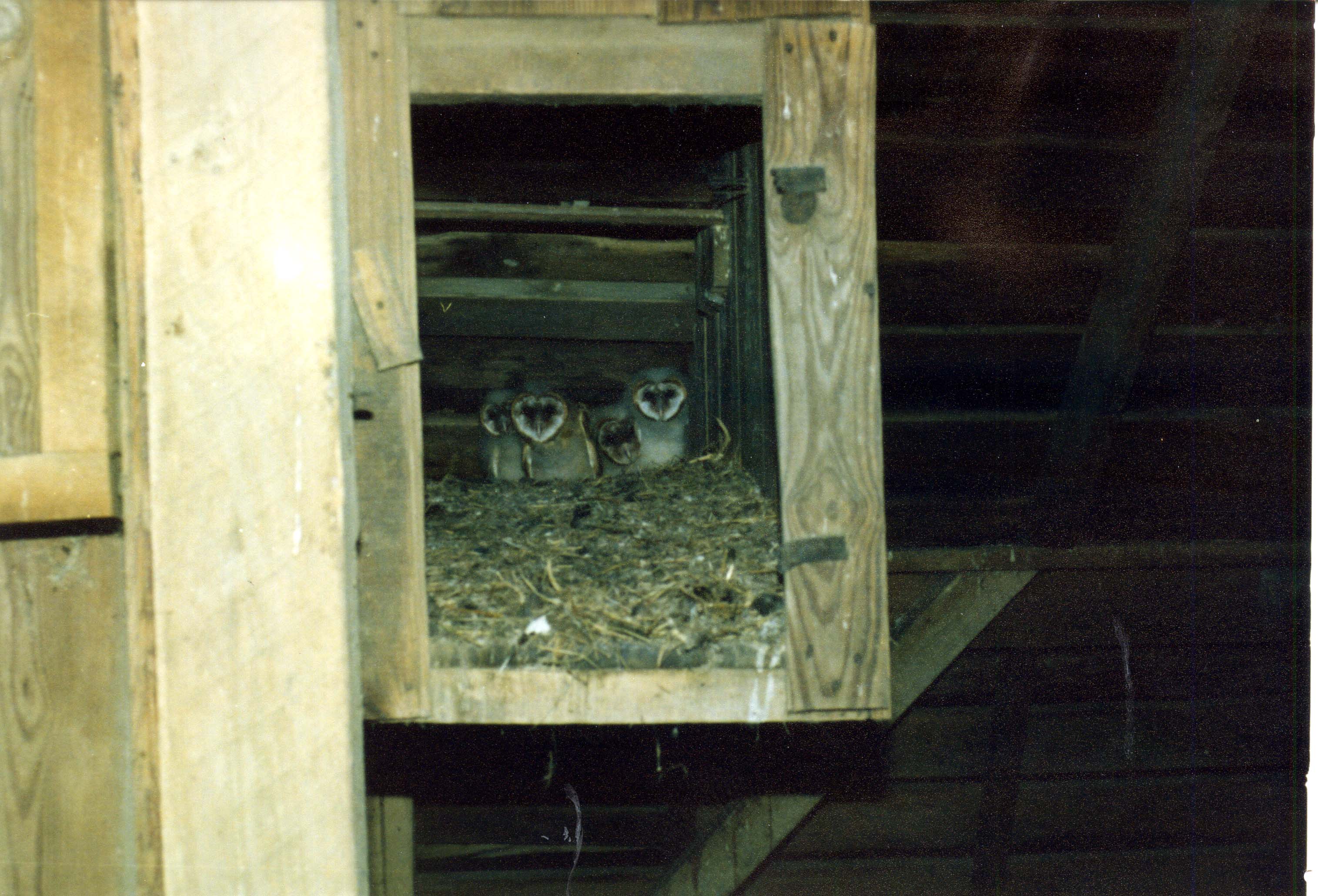 Doug Reeves letter and photograph to W. Ross Silcock regarding Breeding Bird Atlas special documentation forms and a Barn Owl nest, February 12, 1987