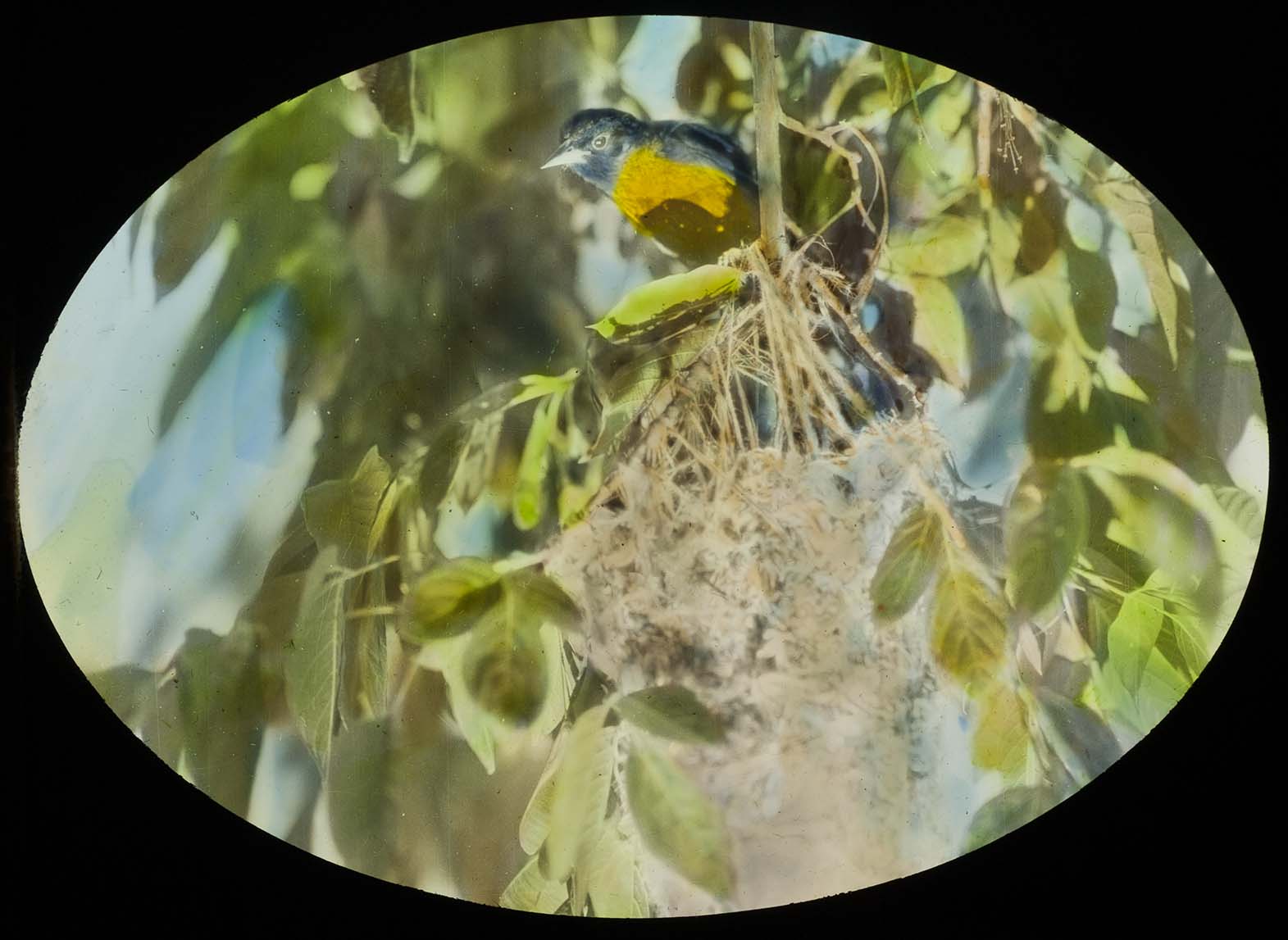 Lantern slide and photograph of a male Baltimore Oriole sitting by a nest