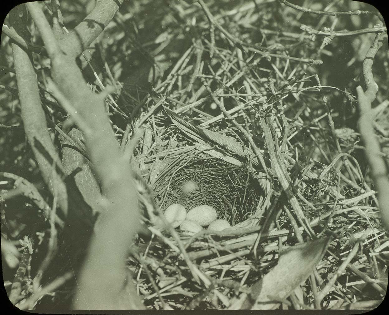 Lantern slide and photograph of eggs in a Brown Thrasher nest
