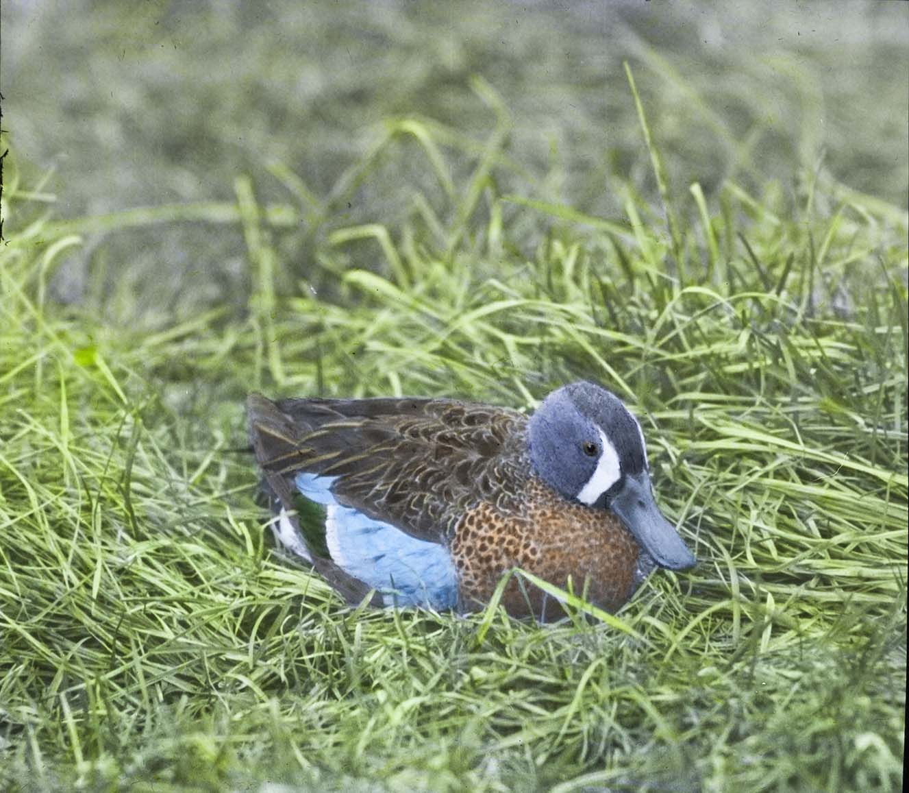 Lantern slide and photograph of a male Blue-winged Teal