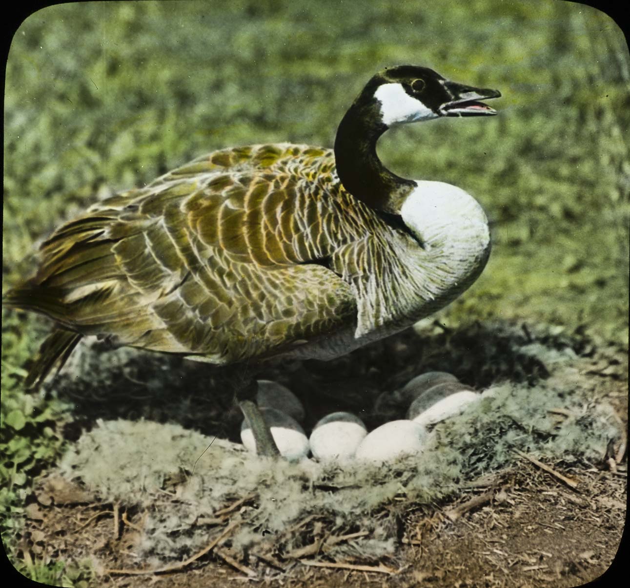 Lantern slide and photograph of a Canada Goose on a nest