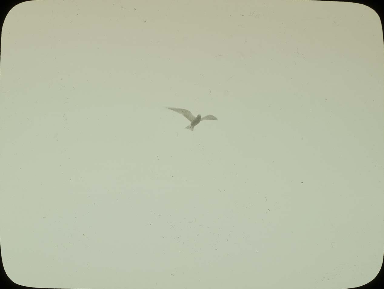 Lantern slide and photograph of a Black Tern hovering in the air