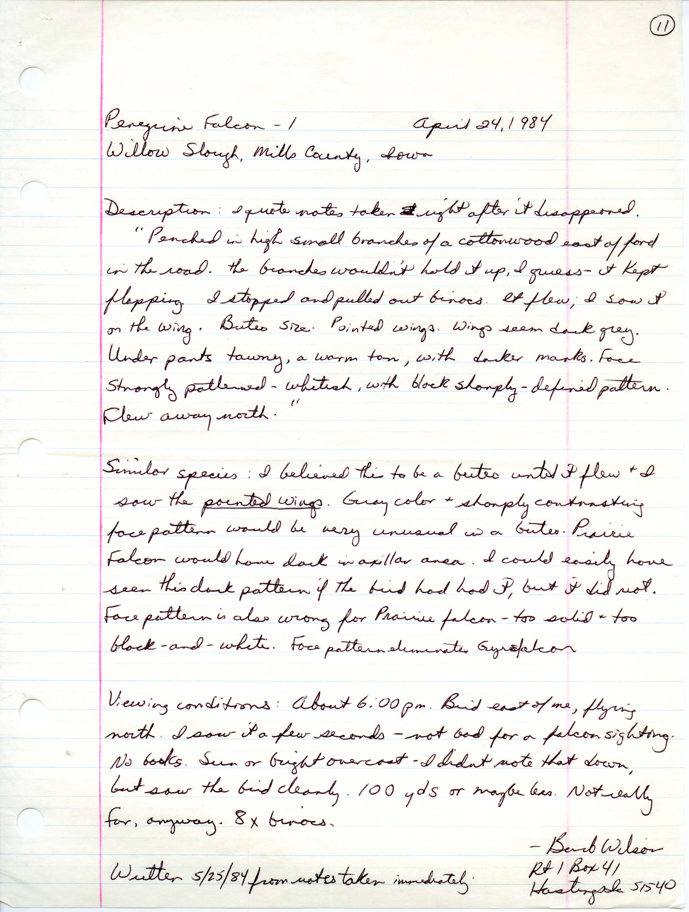 Rare bird documentation form for Peregrine Falcon at Willow Slough, 1984
