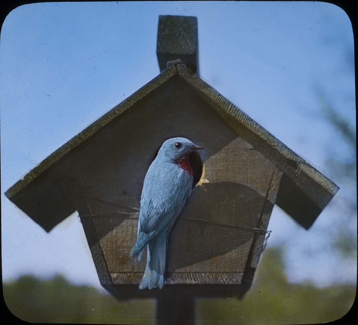 Lantern slide and photograph of a Bluebird perching at a birdhouse