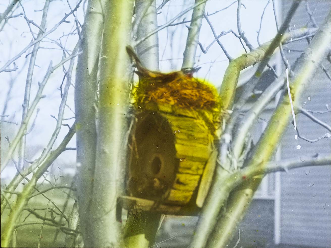 Lantern slide and photograph of a mother Robin on a nest atop a Wren nesting box 
