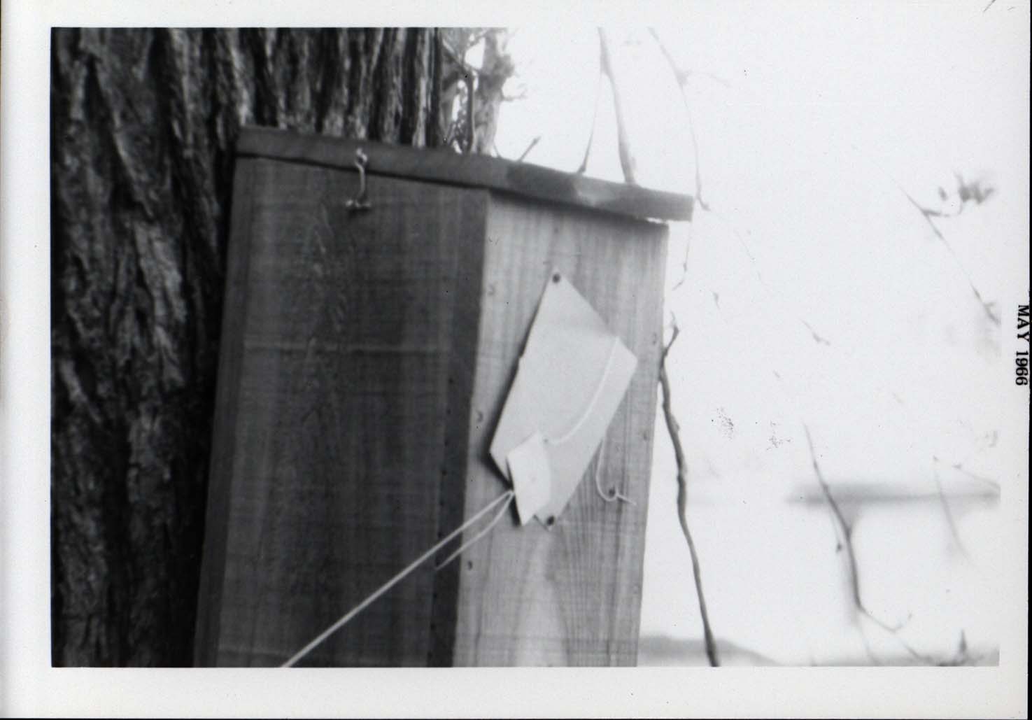 Photograph of paper covering the entrance to a Wood Duck house