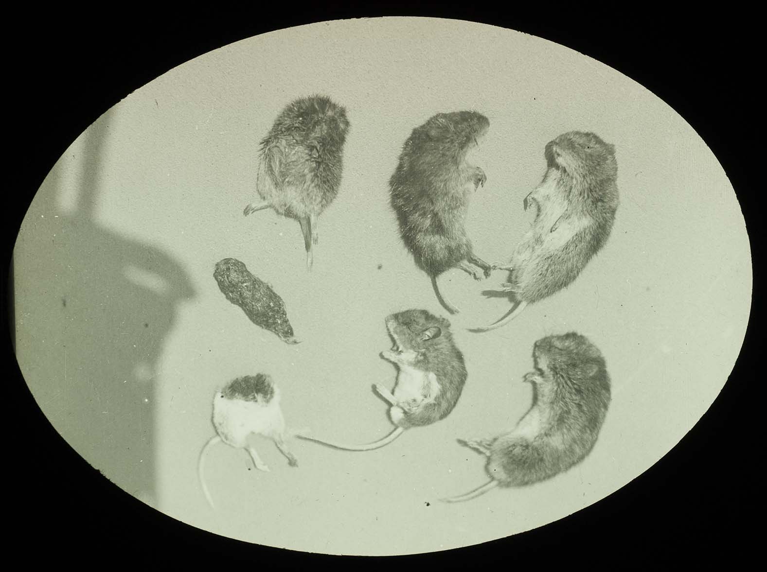 Lantern slide and photograph of mice found in Barred Owl nest