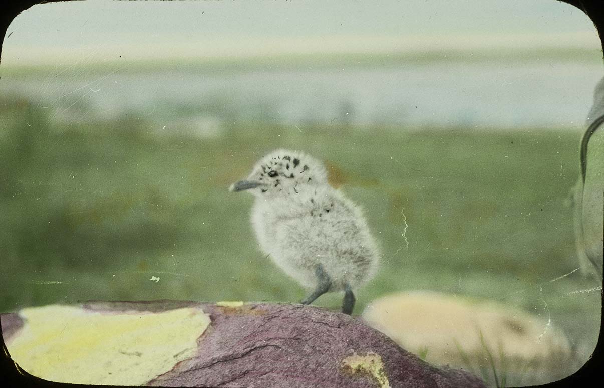 Lantern slide and photograph of a young Ring-billed Gull