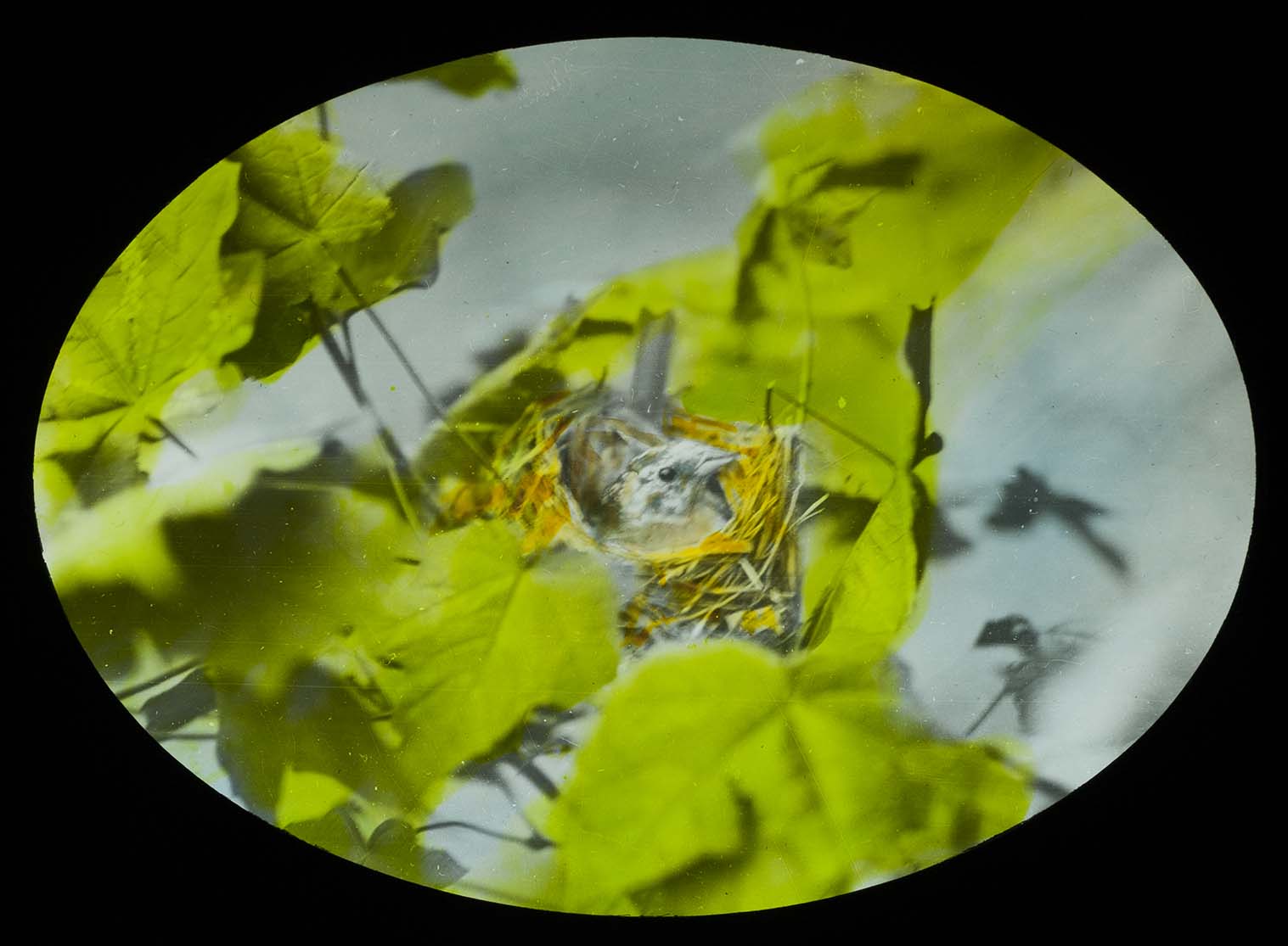 Lantern slide and photograph of a female Indigo Bunting brooding a nest