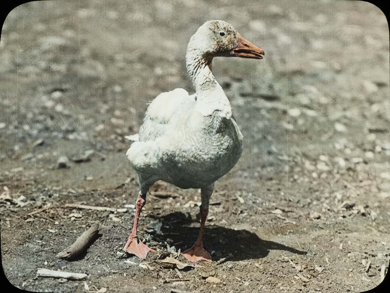 Lantern slide and photograph of a Snow Goose