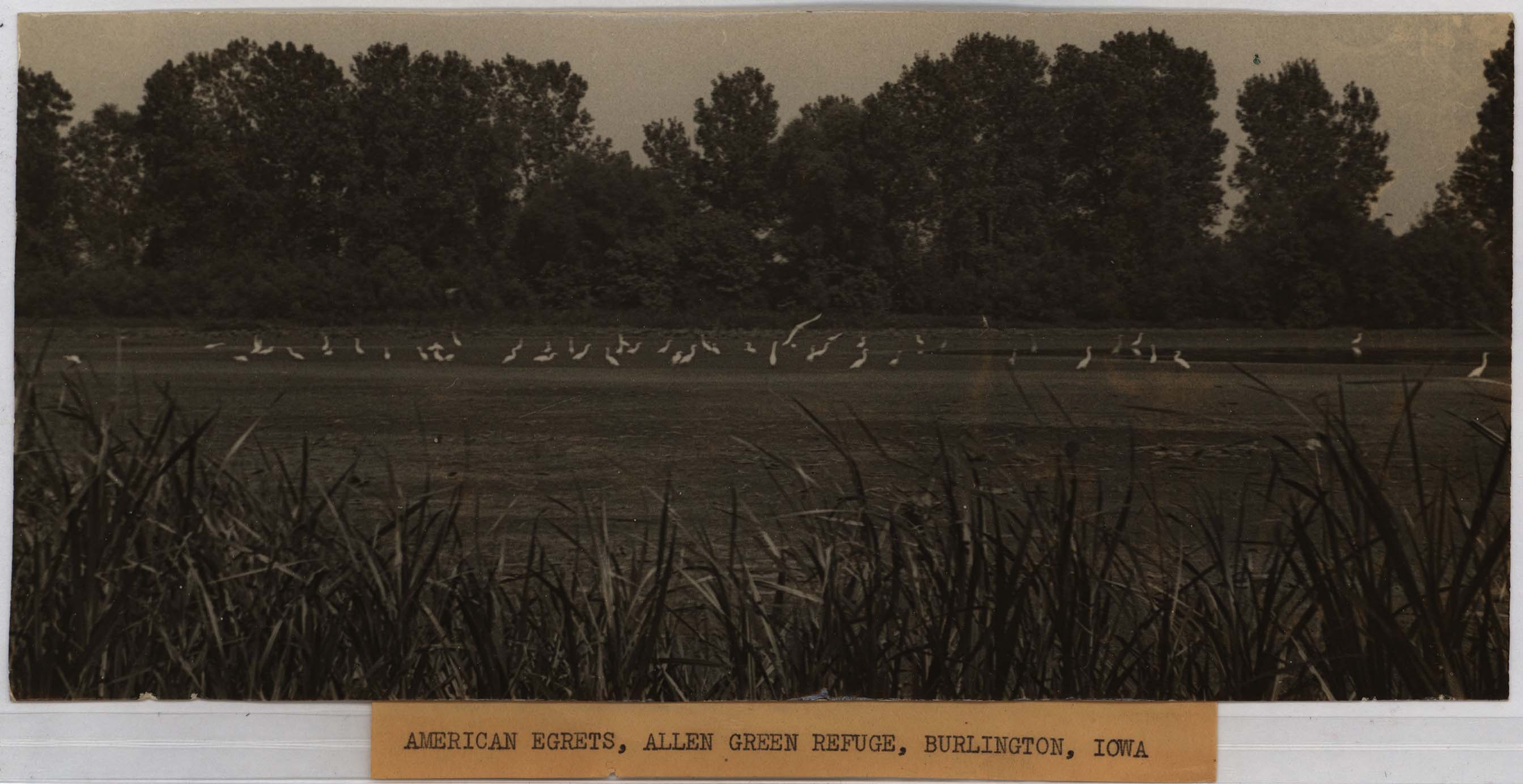 American Egrets, Allen Green Refuge, Burlington, Iowa