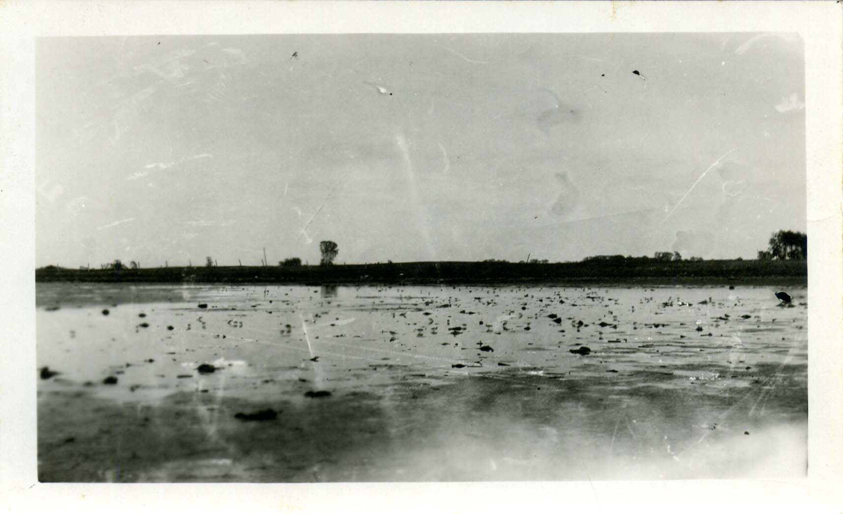 Photograph of shore birds feeding on a pond