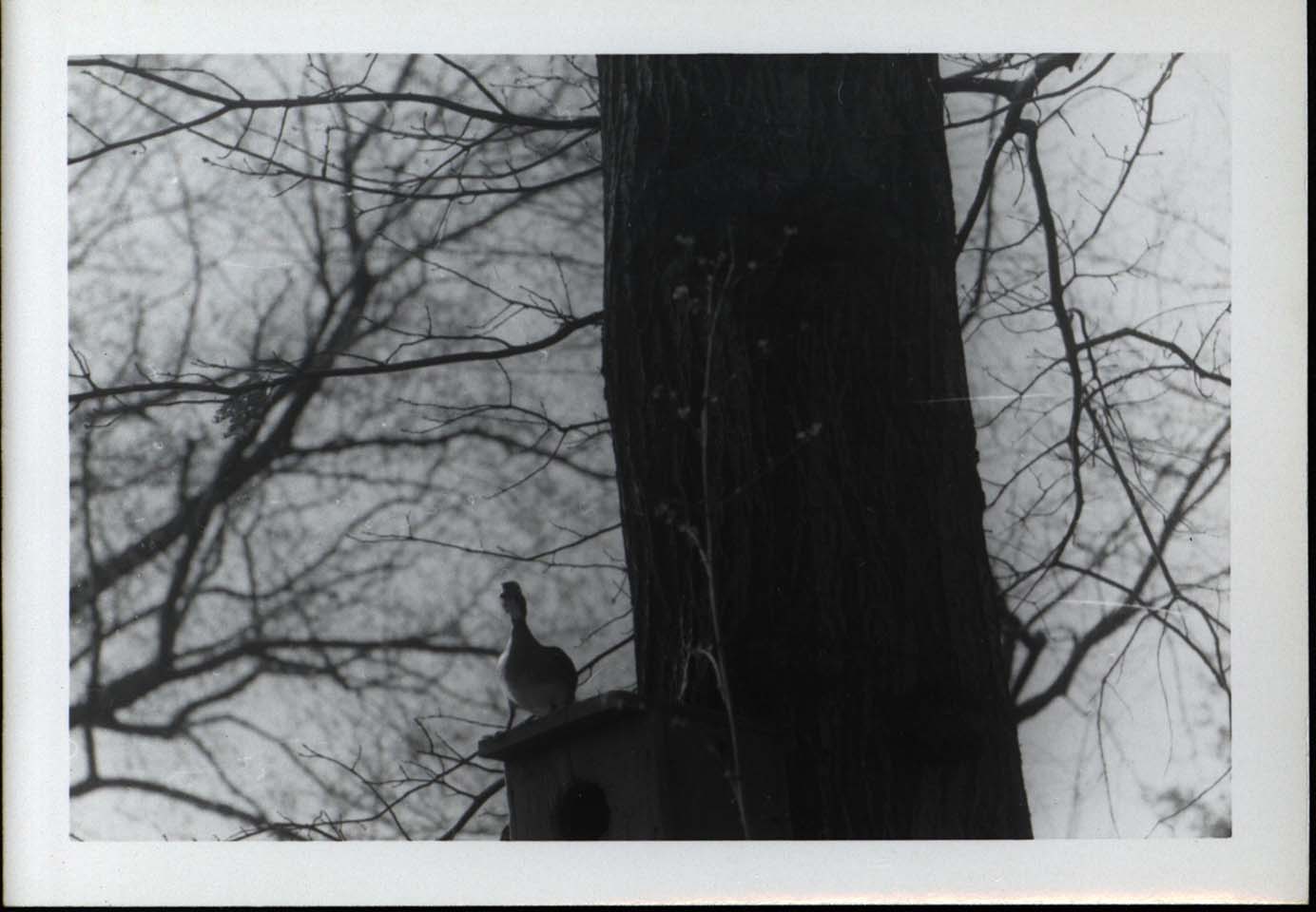 Photograph of a Wood Duck perched on a Wood Duck house