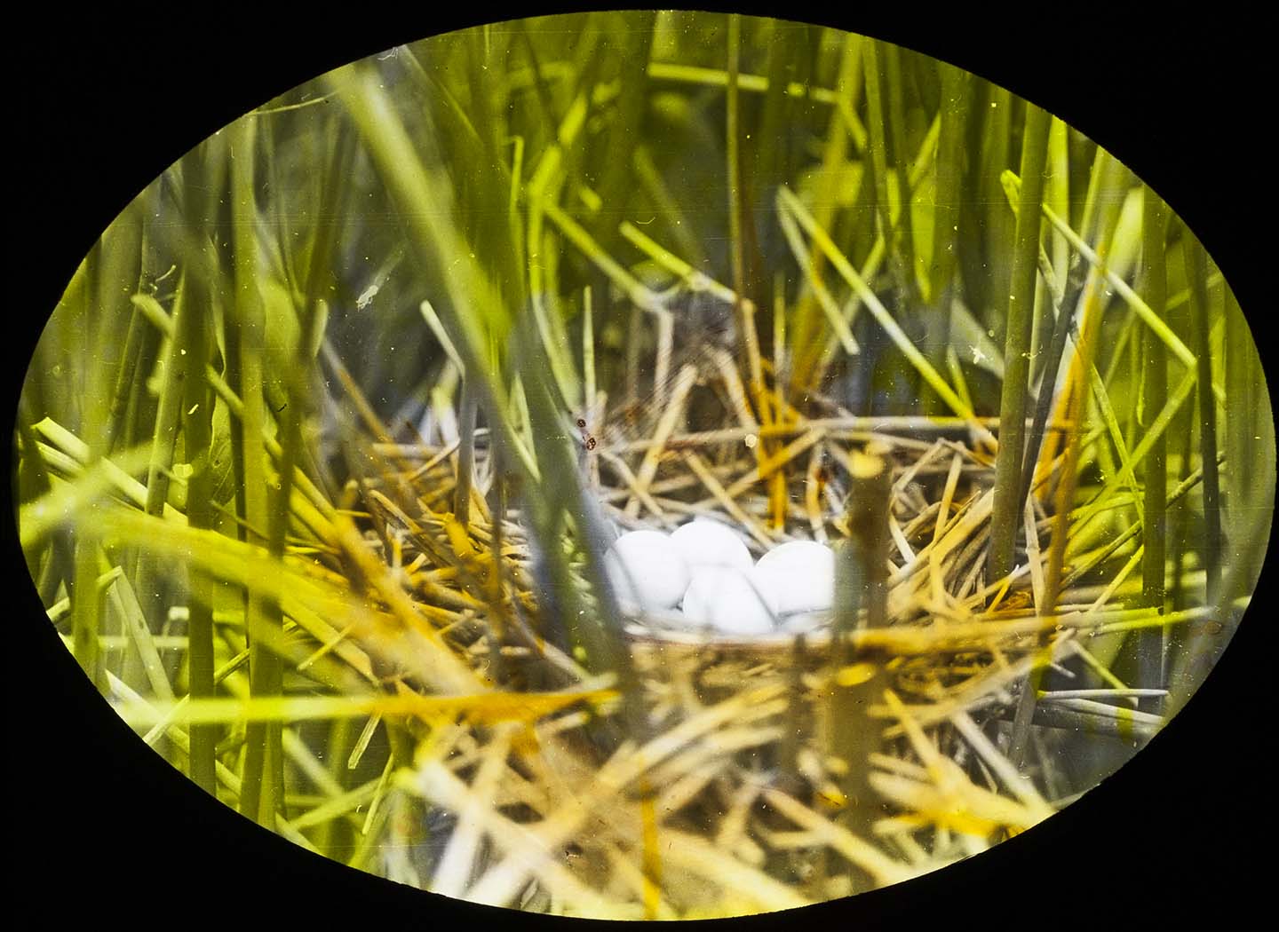 Lantern slide and photograph of eggs in a Least Bittern nest