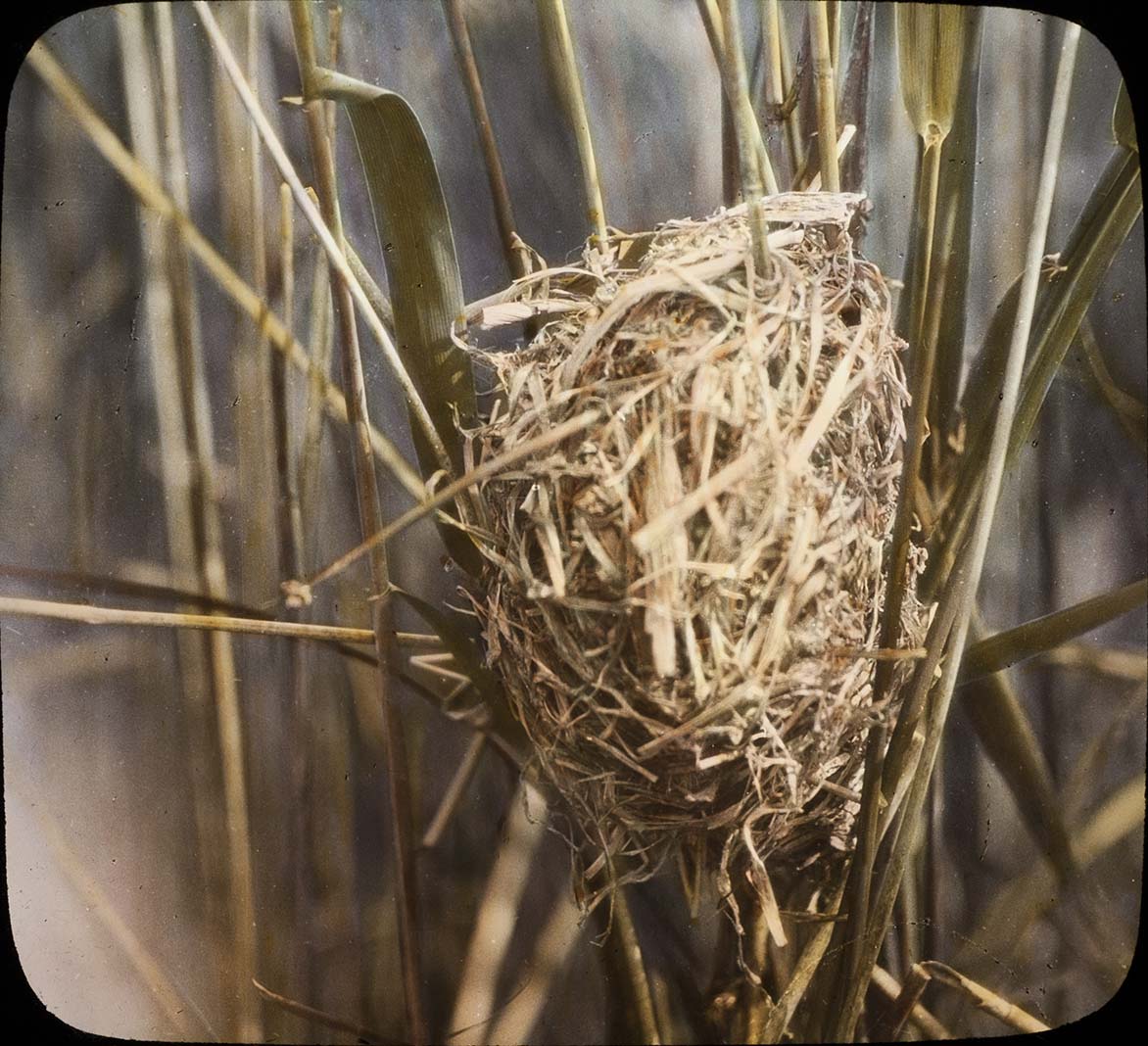 Lantern slide and photograph of a Long-billed Marsh Wren nest
