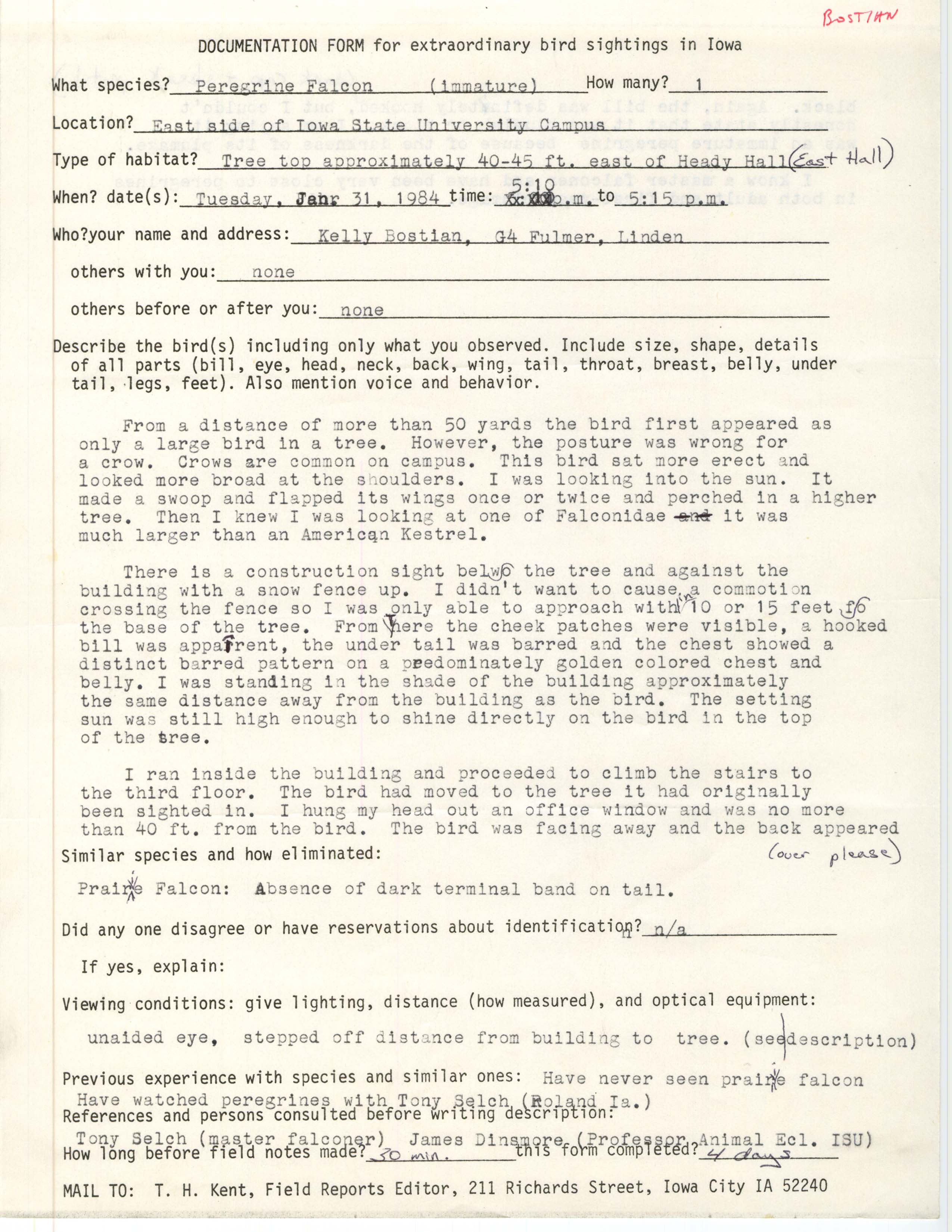 Rare bird documentation form for Peregrine Falcon at  Heady Hall at Iowa State University, 1984