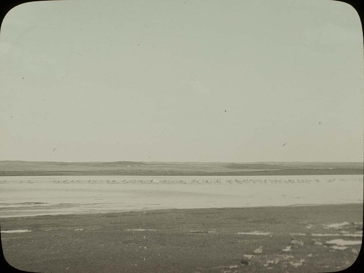 Lantern slide and photograph of a flock of White Pelicans swimming