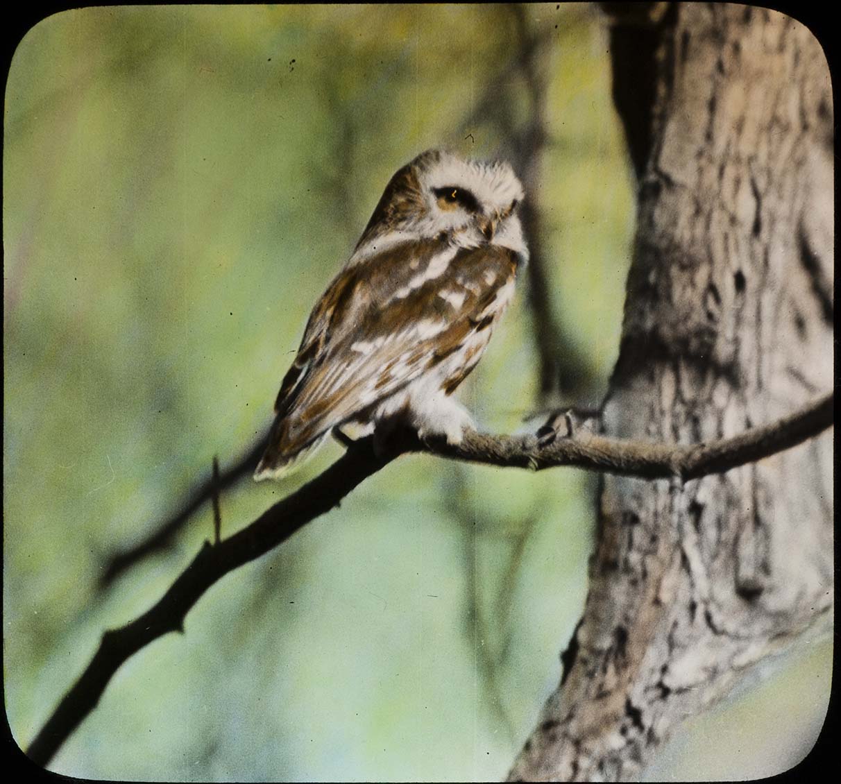 Lantern slide and photograph of a Saw-whet Owl perching on a tree branch