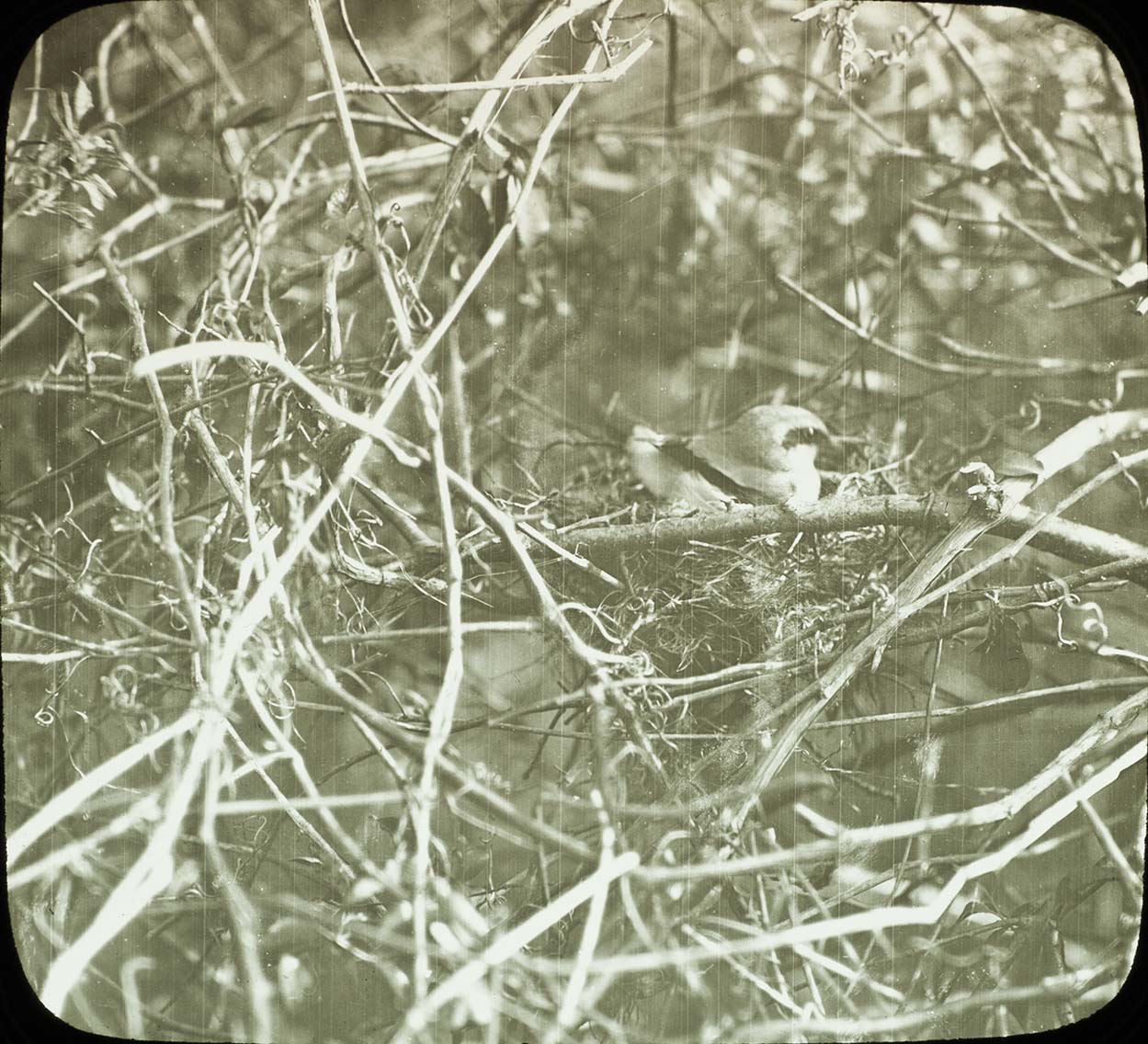 Lantern slide and photograph of a Migrant Shrike sitting on a nest