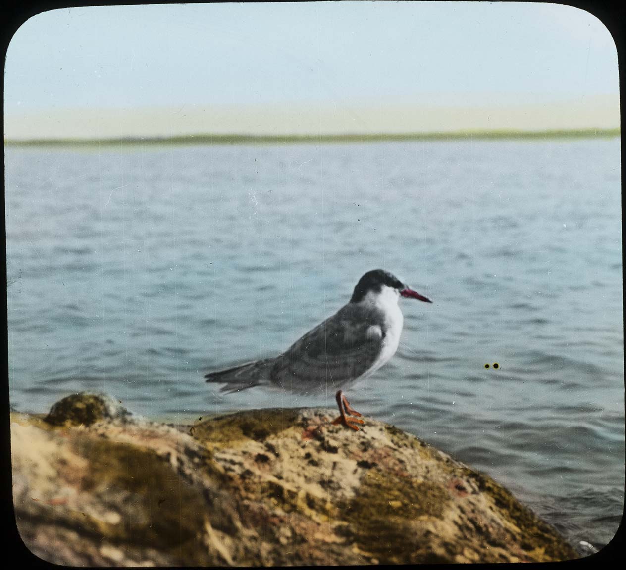 Lantern slide and photograph of a young Forster's Tern perching on a rocky shore