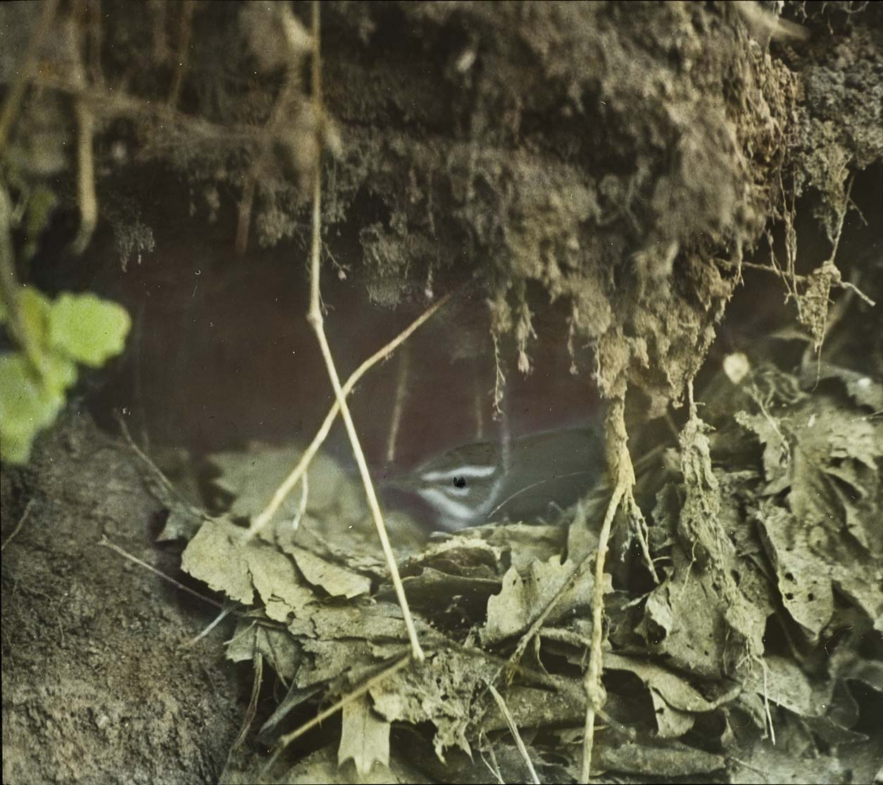 Lantern slide and photograph of a Louisiana Water Thrush sitting on a nest