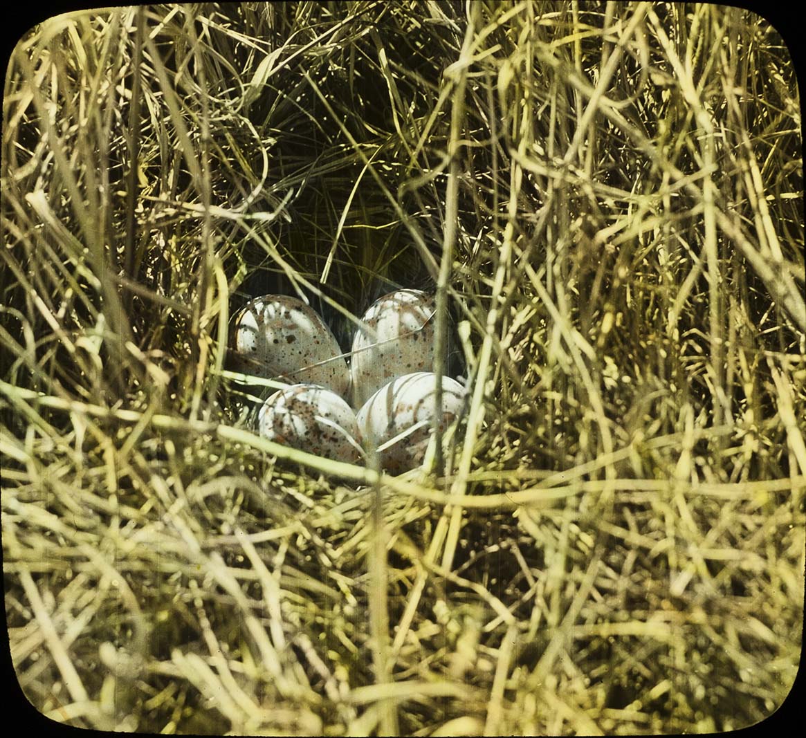 Lantern slide of eggs in an Upland Plover nest