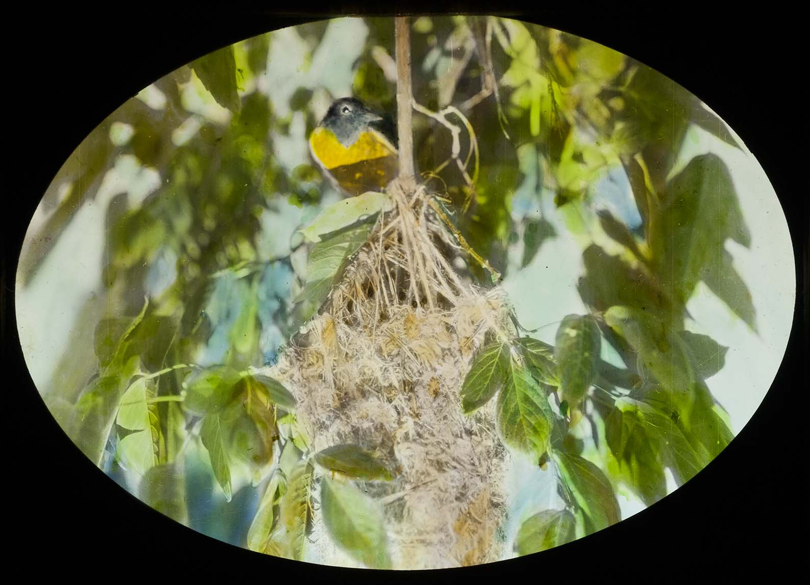 Lantern slide of a Baltimore Oriole at a nest 