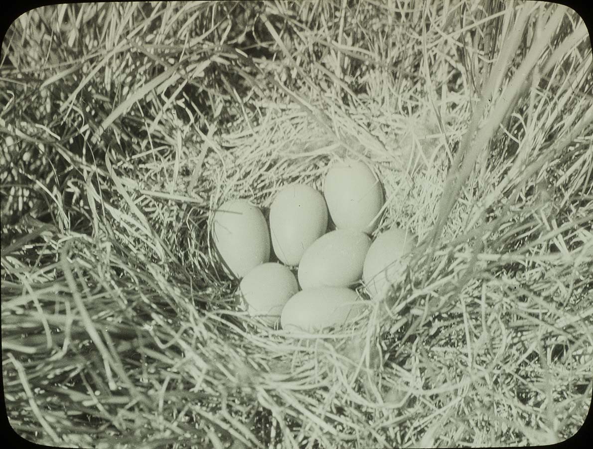 Lantern slide and photograph of eggs in a Gadwall nest