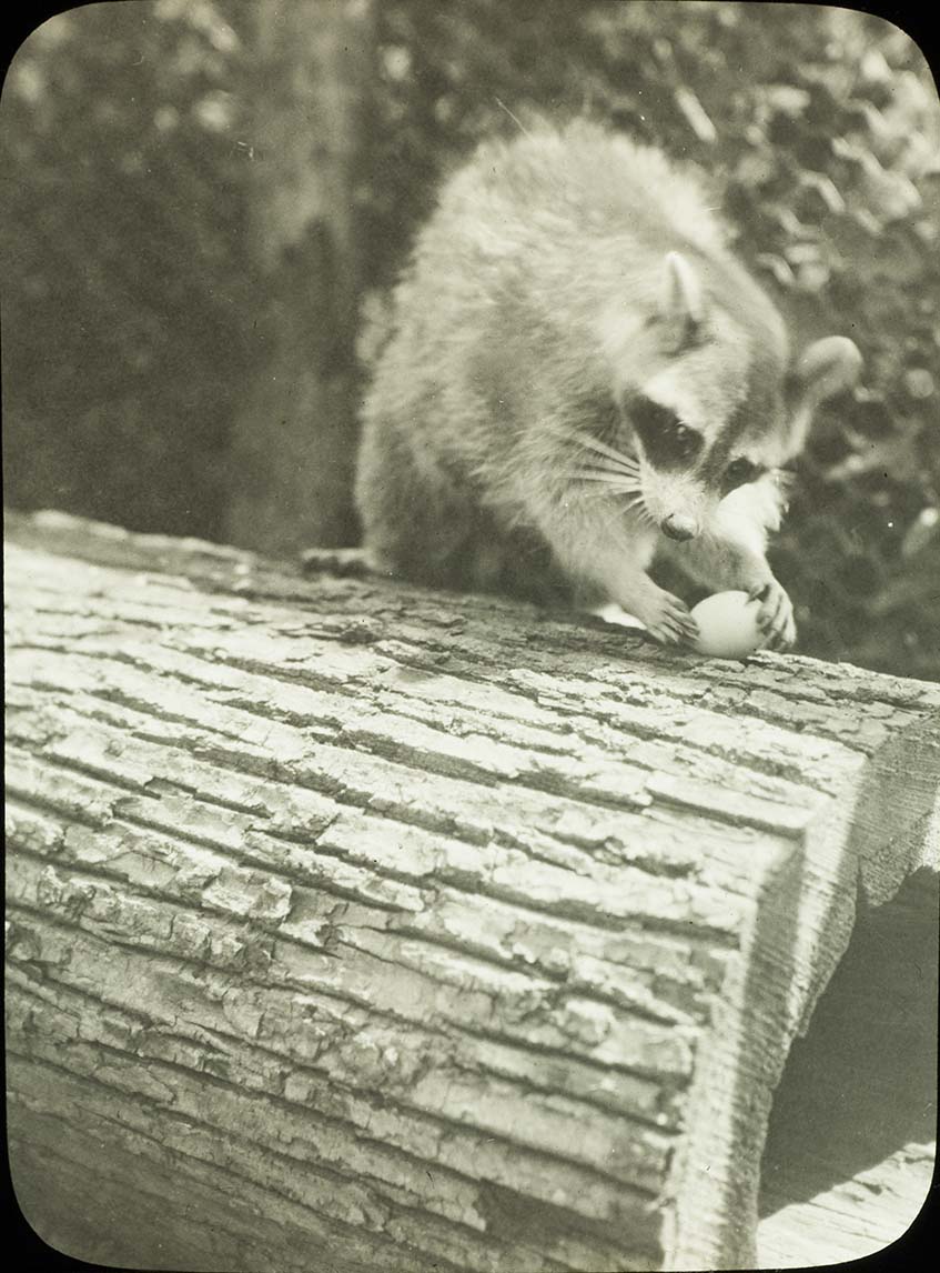Lantern slide of a raccoon eating an egg
