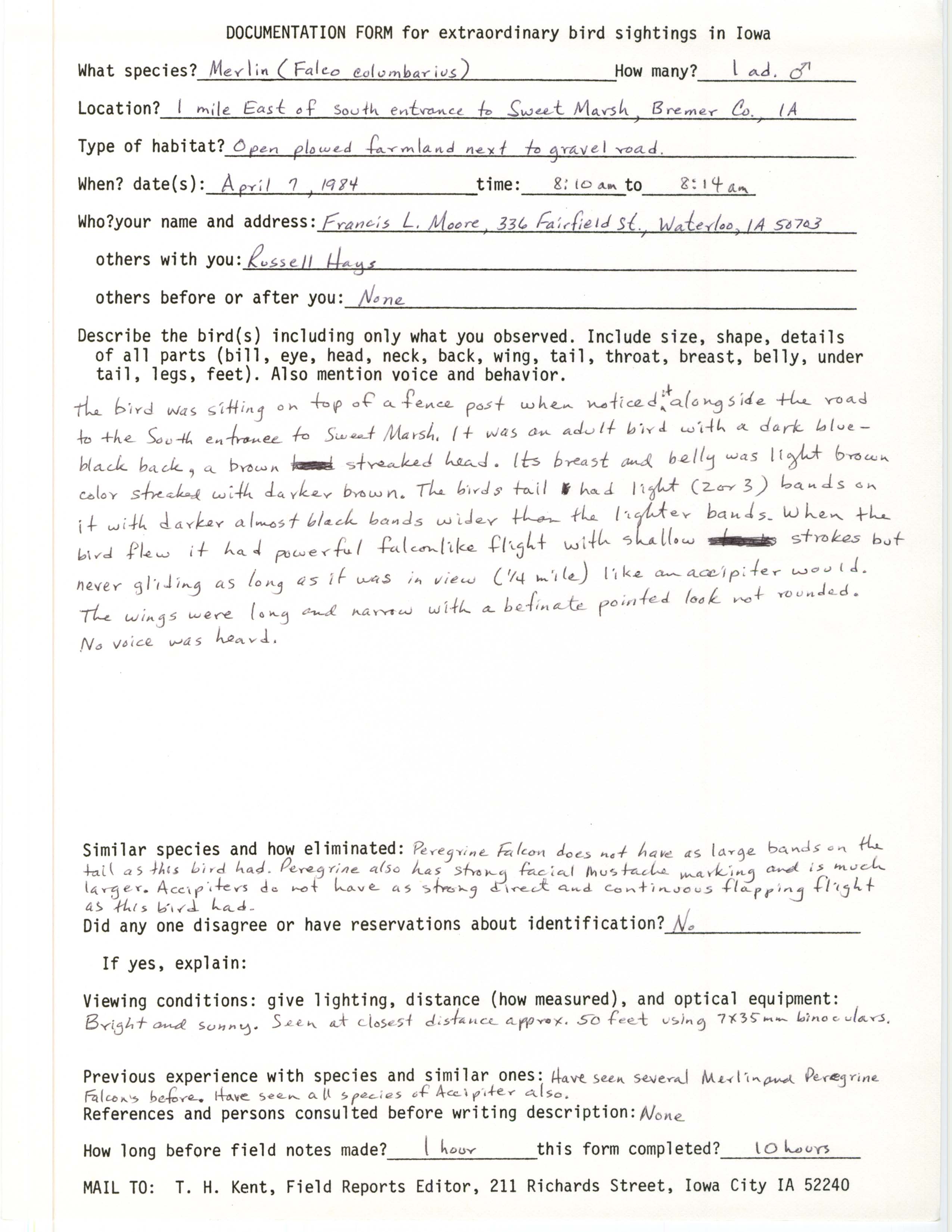 Rare bird documentation form for Merlin east of Sweet Marsh, 1984