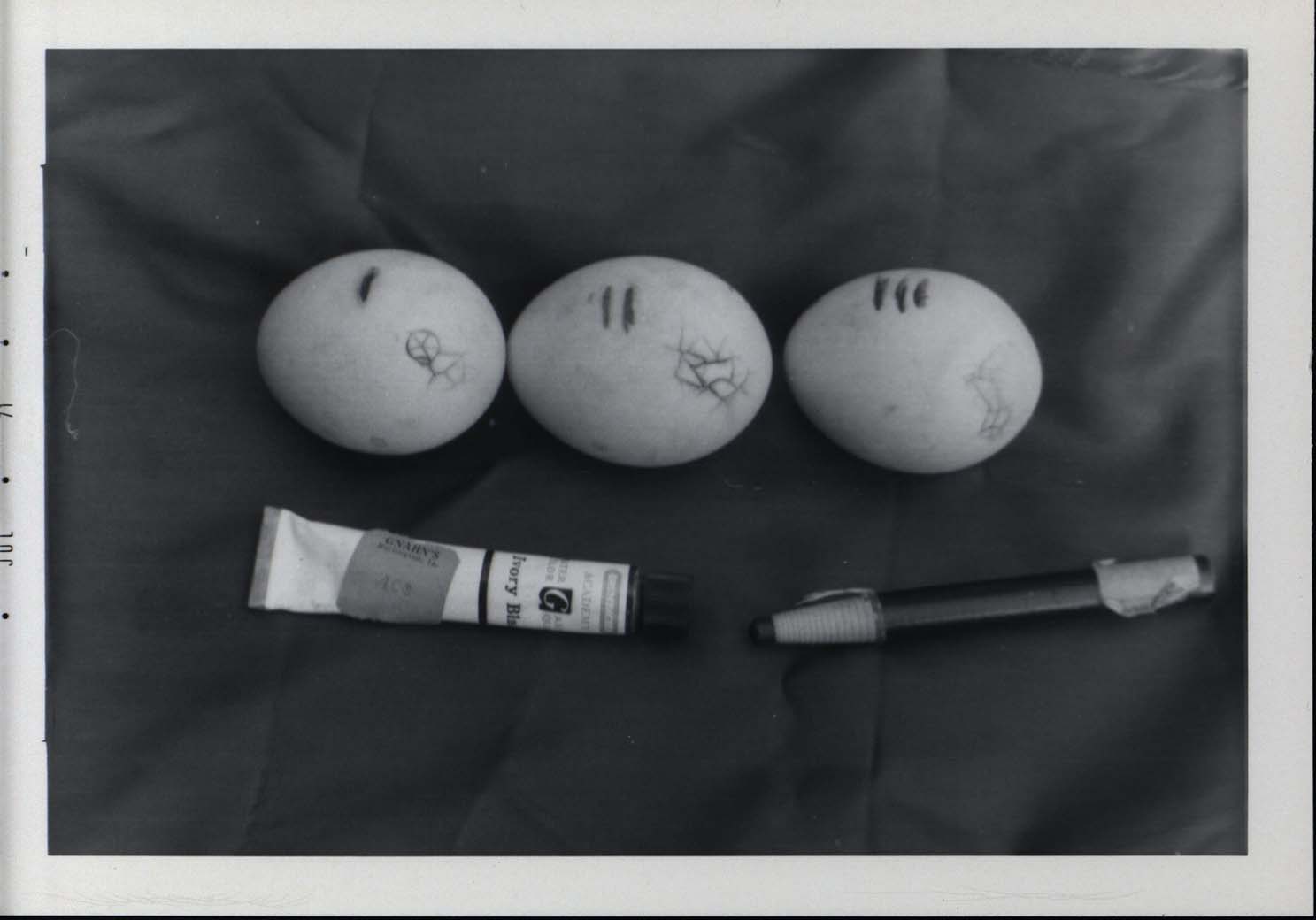 Photograph of three hatching Wood Duck eggs