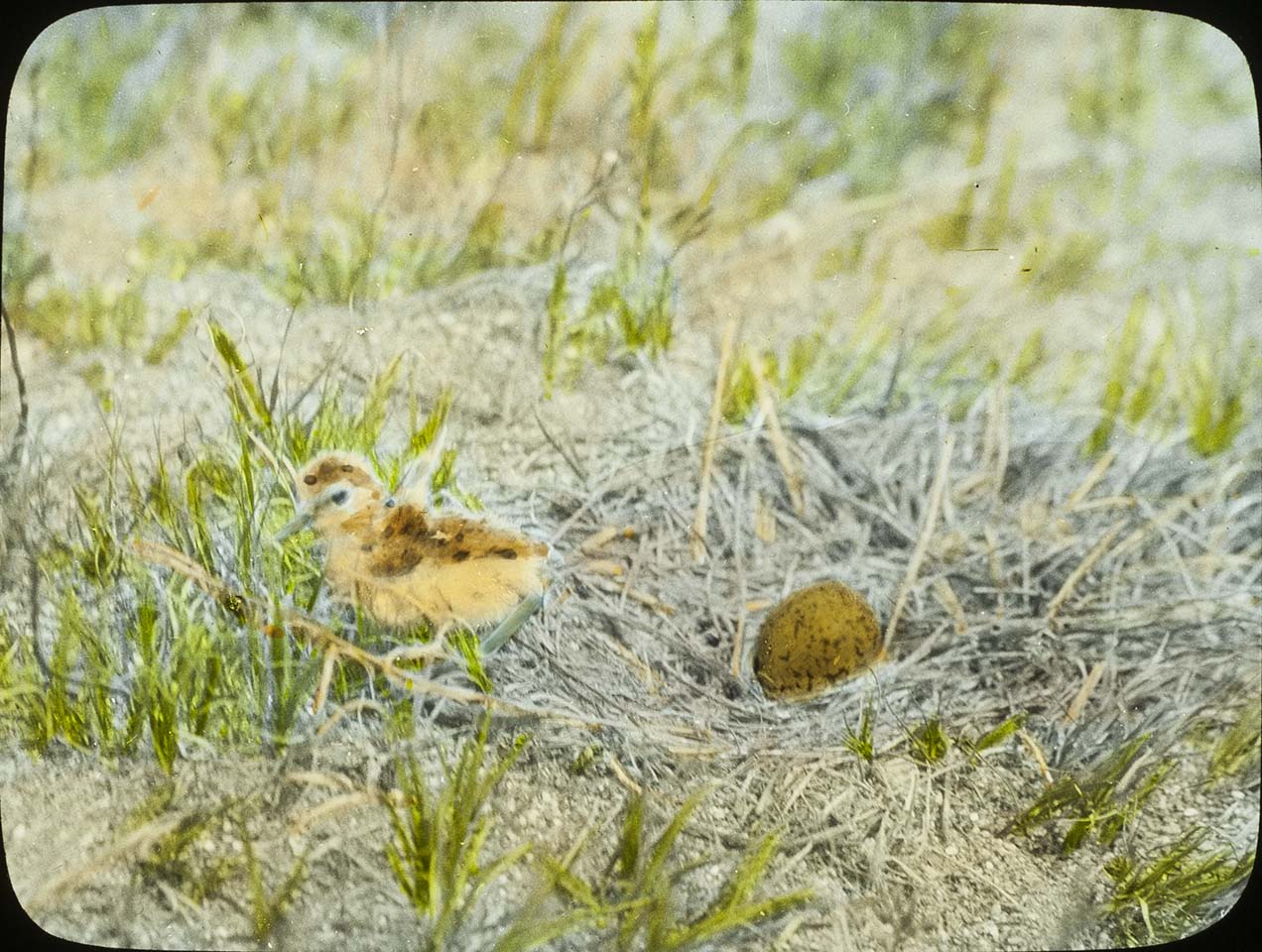 Lantern slide and photograph of a newly hatched American Avocet chick leaving the nest