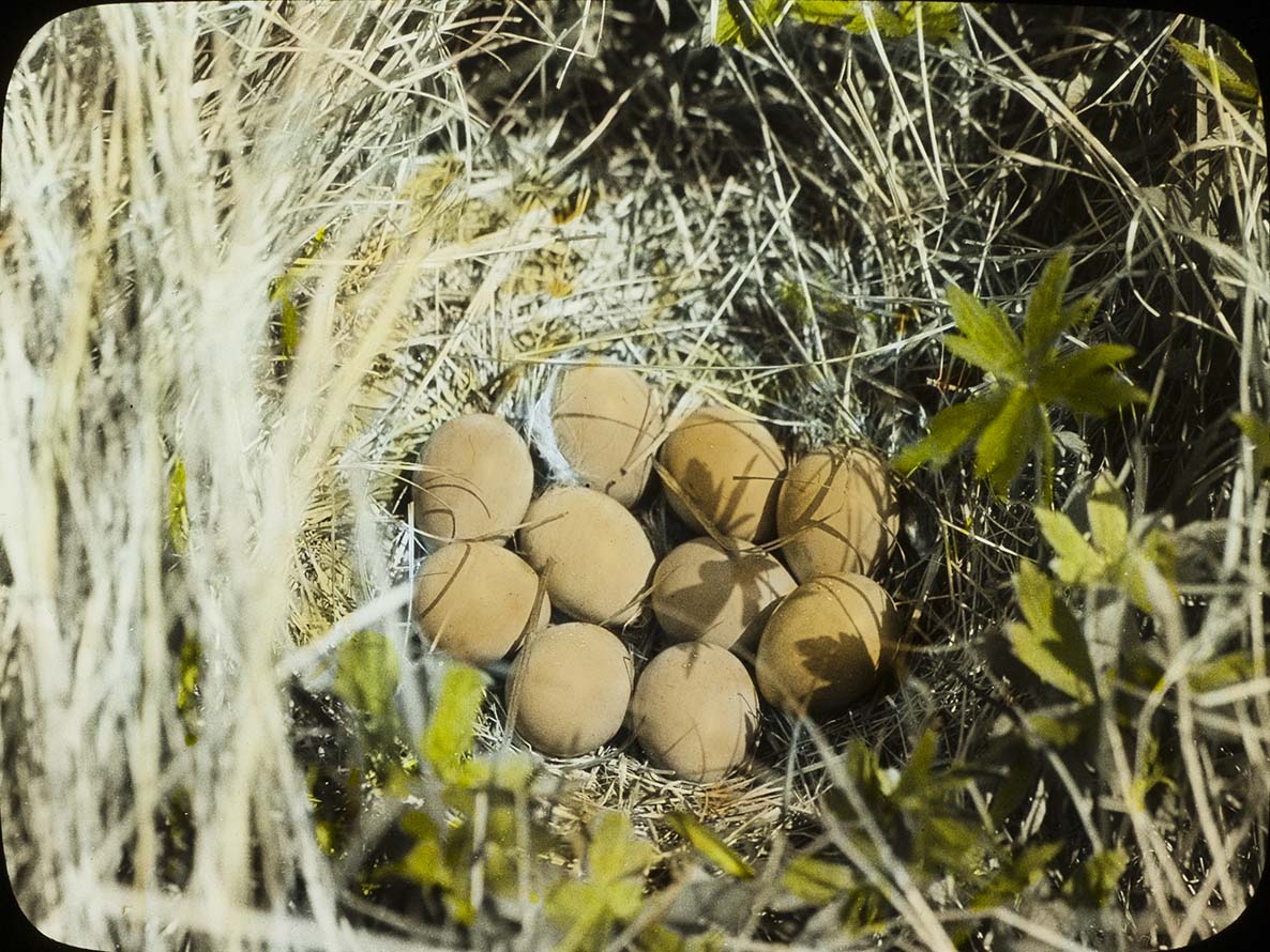 Lantern slide of eggs in a Sharp-tailed Grouse nest