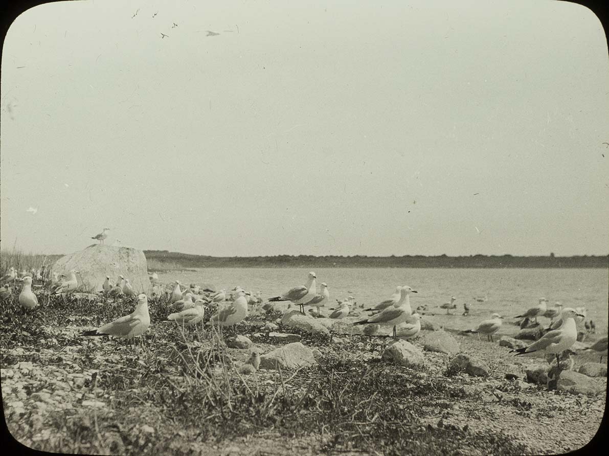 Lantern slide and photograph of a Ring-billed Gull nesting colony