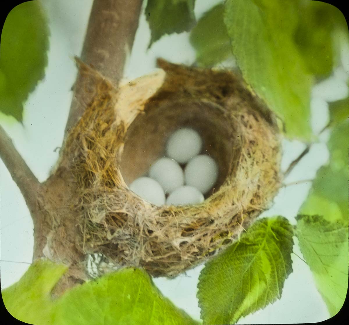 Lantern slide and photograph of eggs in a Goldfinch nest