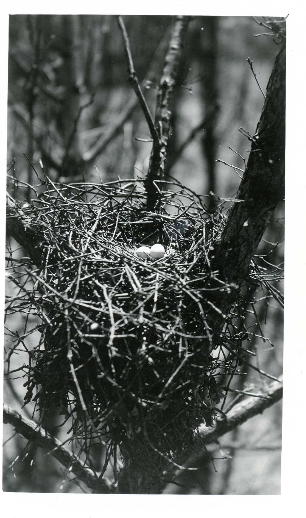 Photograph of eggs in a Cooper's Hawk nest