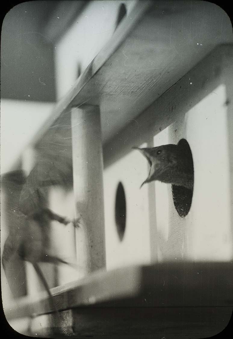 Lantern slide of a young Purple Martin peeking out of an opening in a birdhouse