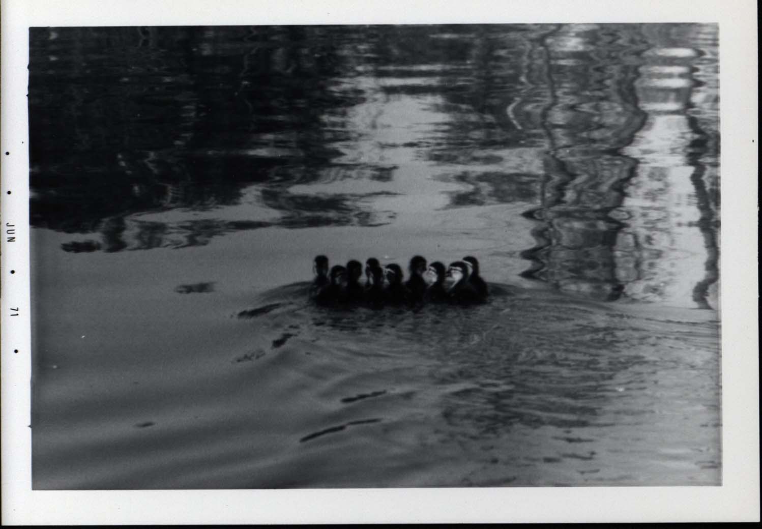 Photograph of Wood Duck ducklings swimming