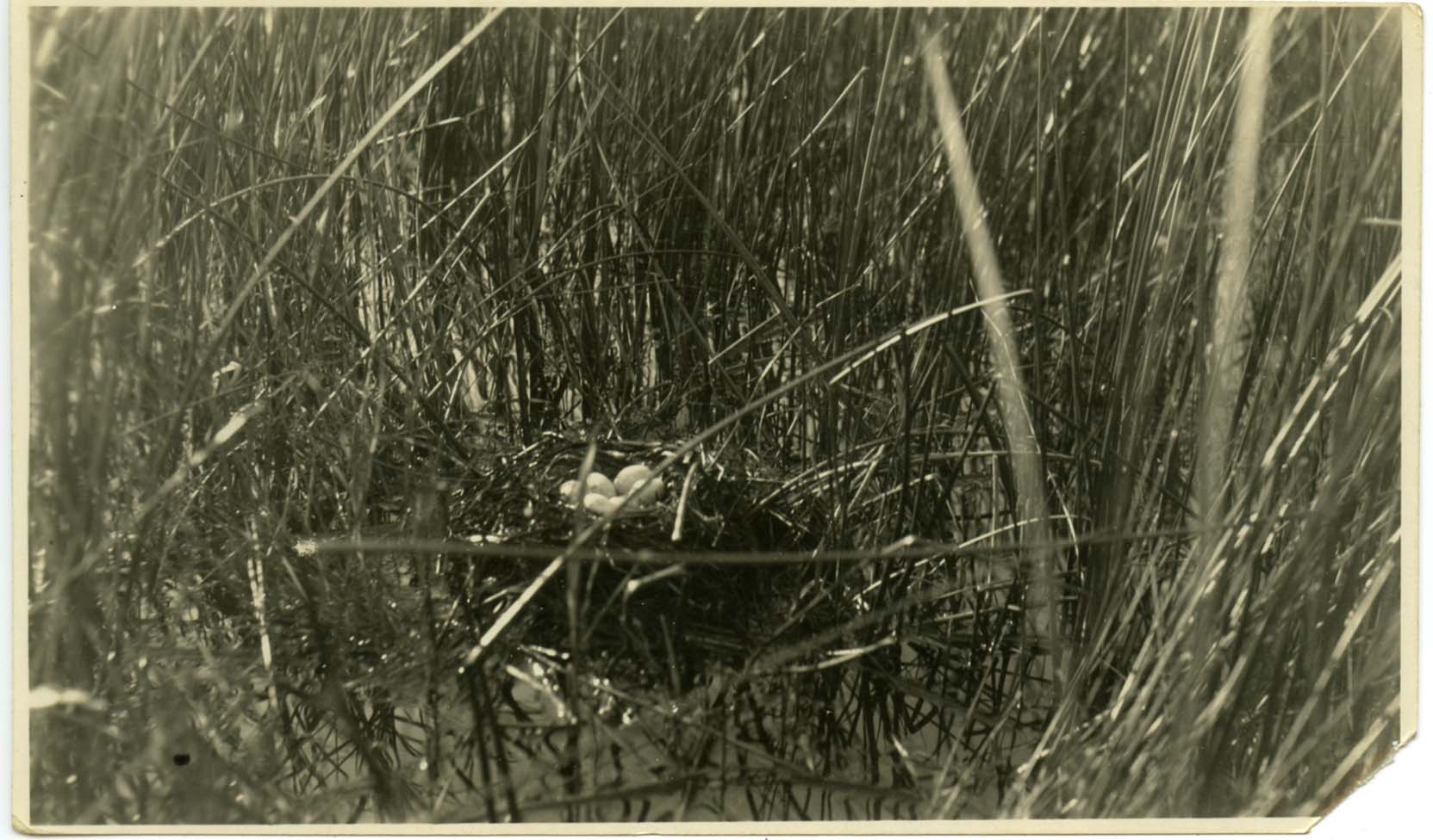 Photograph of eggs in a Pied-billed Grebe nest