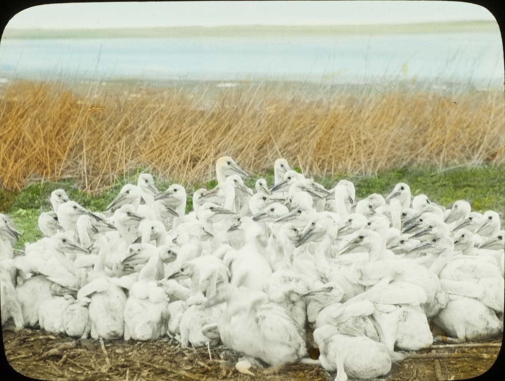 Lantern slide of a flock of young White Pelicans huddling together