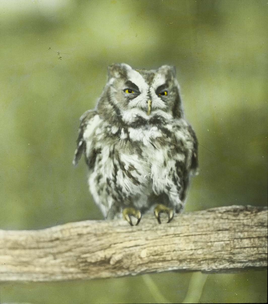 Lantern slide of a young Screech Owl perching on a tree branch