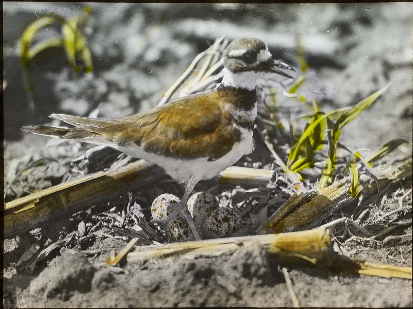 Lantern slide and photograph of a Killdeer standing by a nest