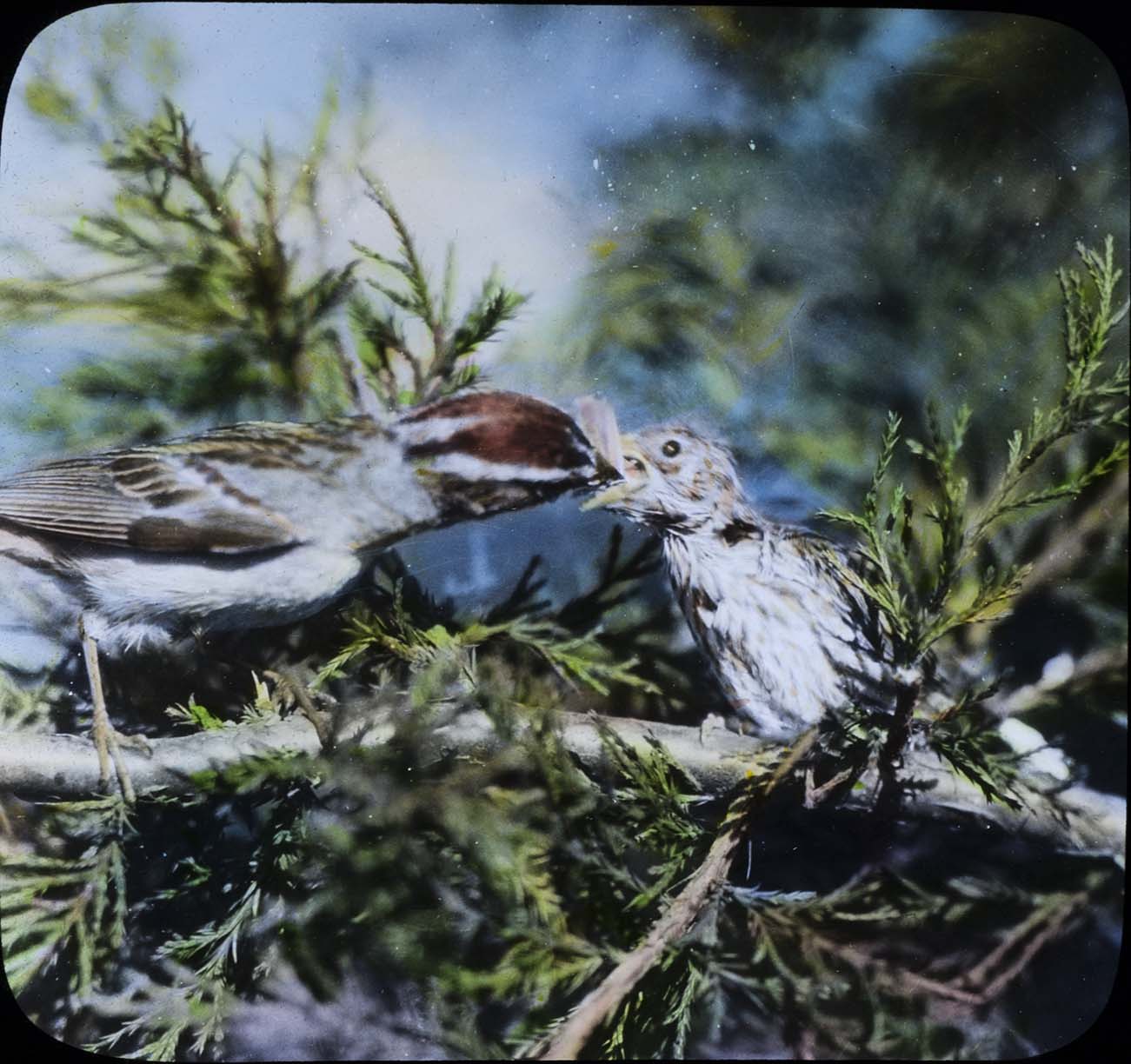 Lantern slide of a Chipping Sparrow feeding a young bird