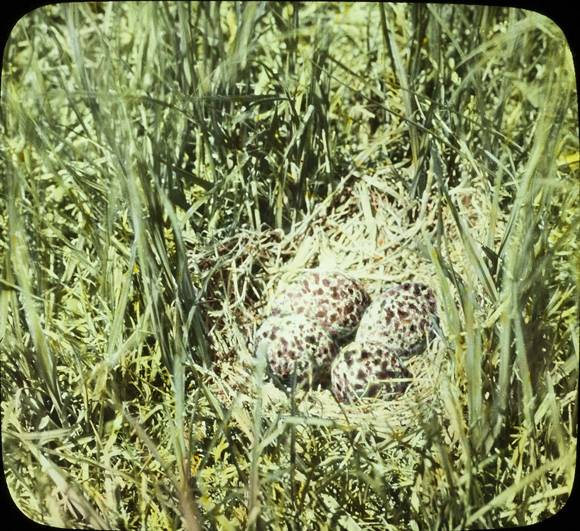 Lantern slide of eggs in a Wilson's Phalarope nest