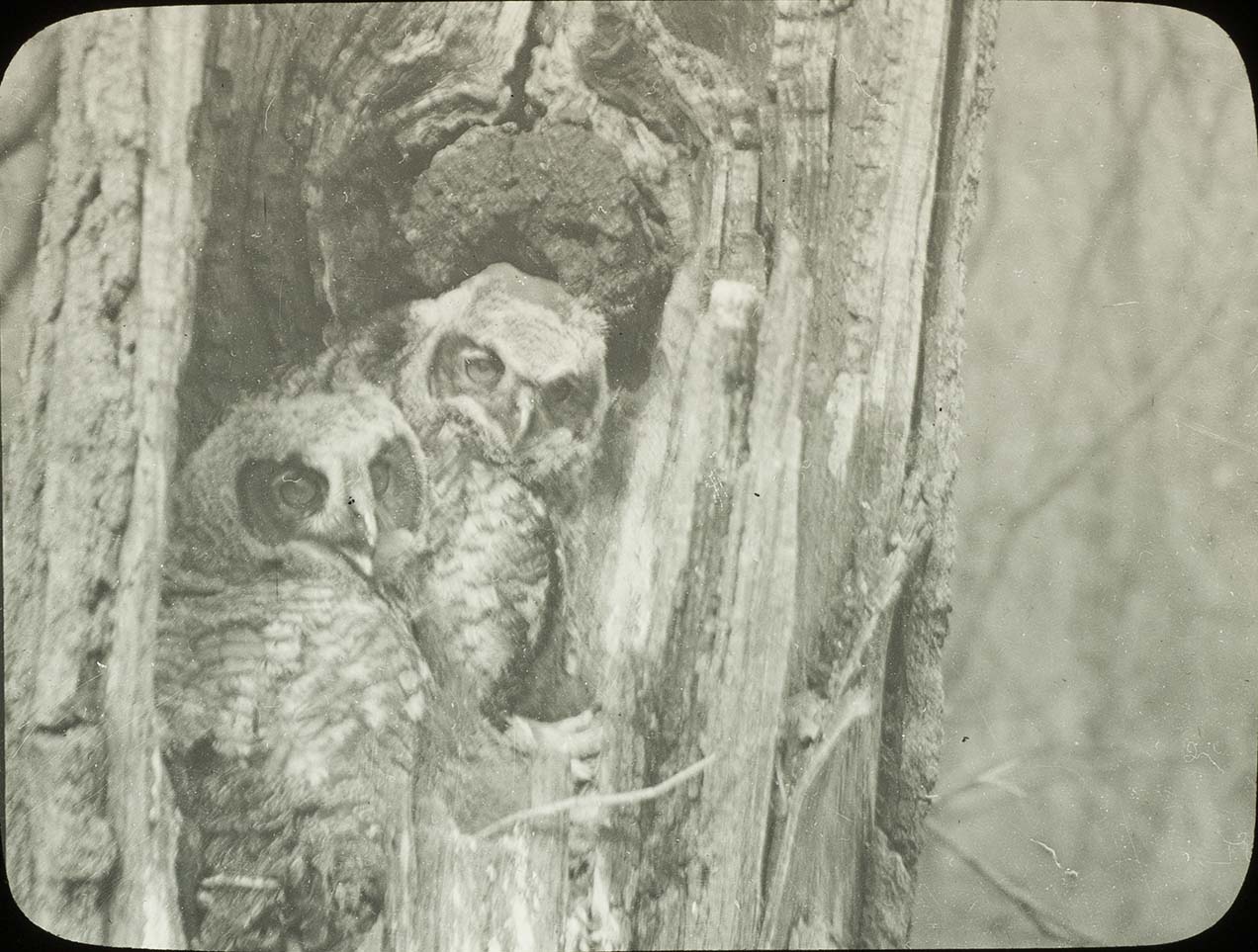 Lantern slide of two young Owls in a nest