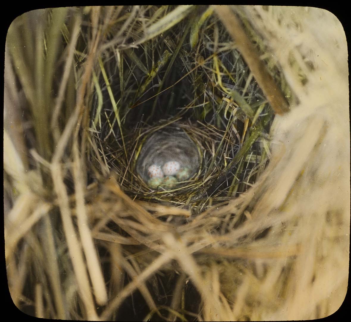 Lantern slide and photograph of eggs in a Swamp Sparrow nest