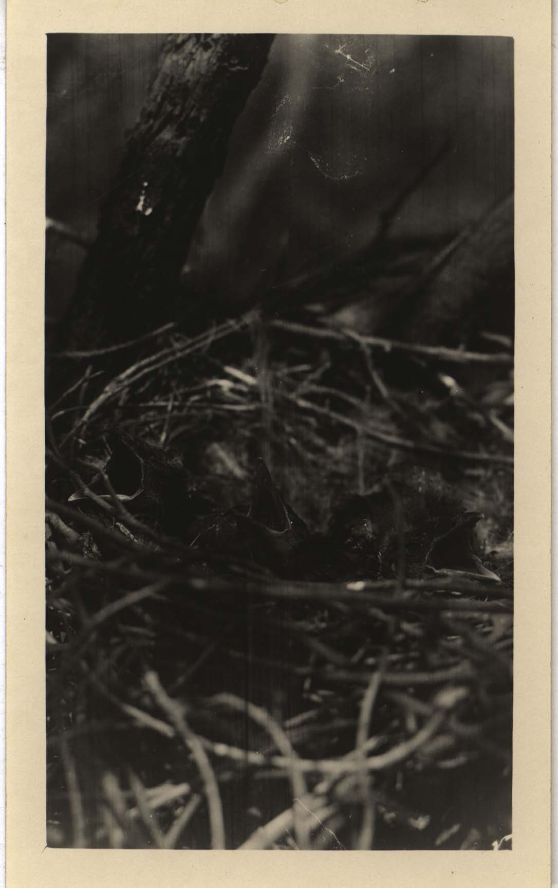 Photograph of three young Crows in a nest
