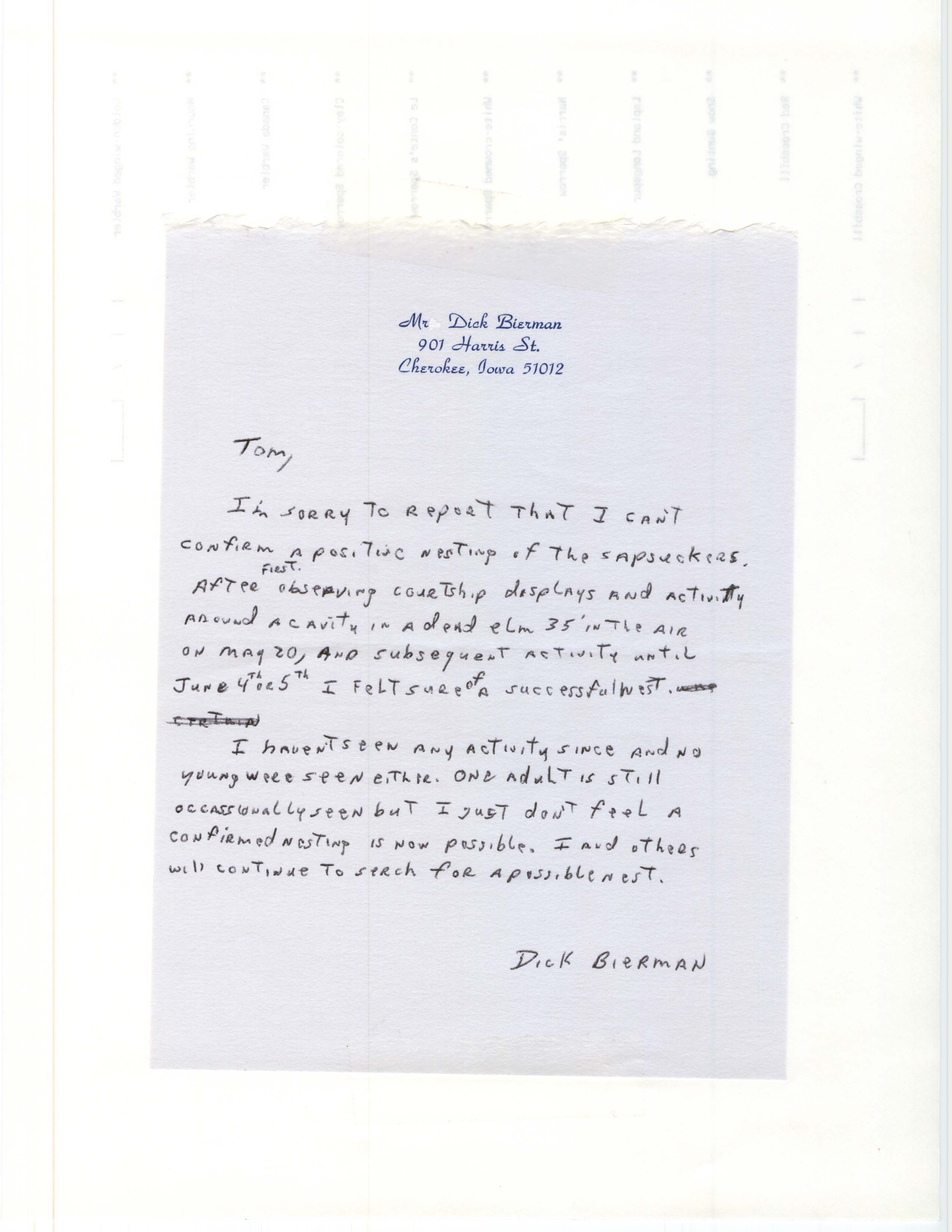 Dick Bierman letter to Thomas Kent regarding a Sapsucker sighting and nest, unknown date